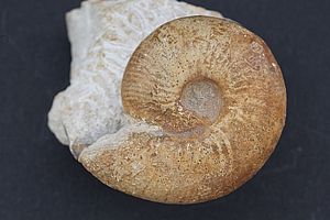 Ammoniten 3531